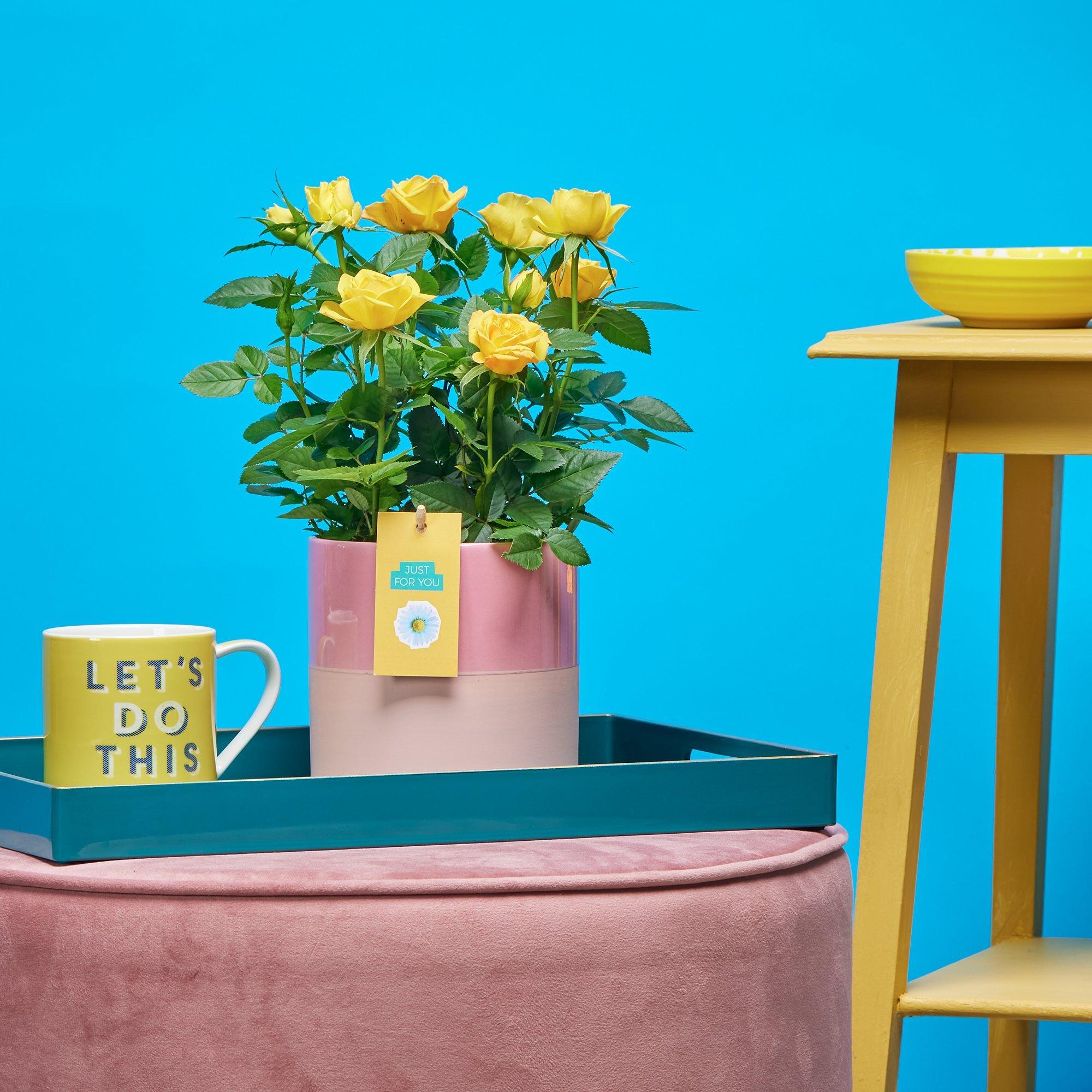 Yellow Rose Ceramic SandiesFlowers.co.uk