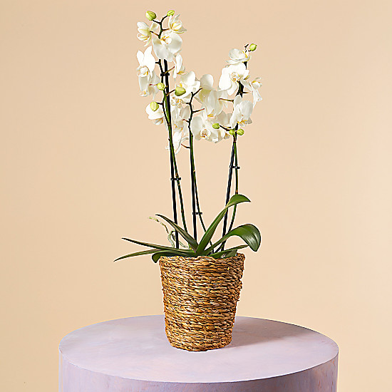 Queen’s Pearls SandiesFlowers.co.uk