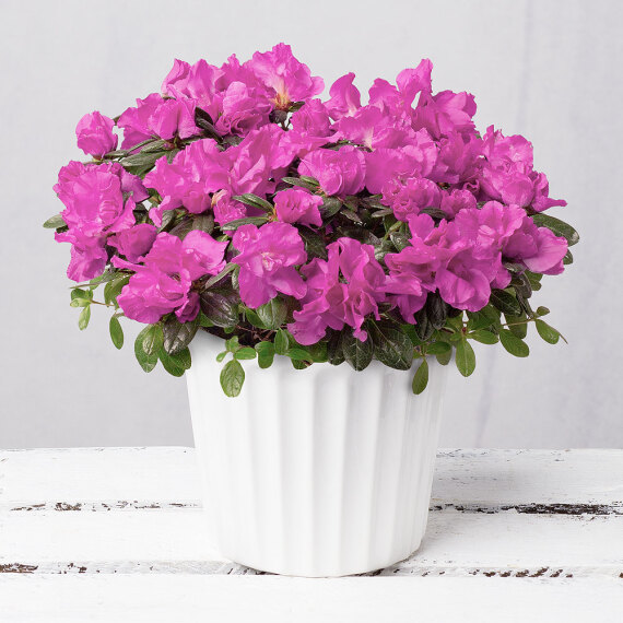 Purple Azalea in Ceramic Pot