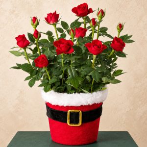 Red Rose in Santa Pot